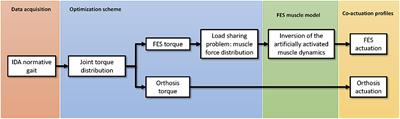 Design of the Cooperative Actuation in Hybrid Orthoses: A Theoretical Approach Based on Muscle Models